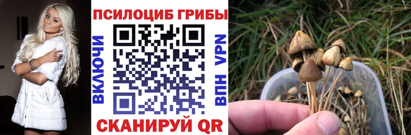 Купить где  Бутурлиновка  Галлюциногенные грибы Psilocybe 